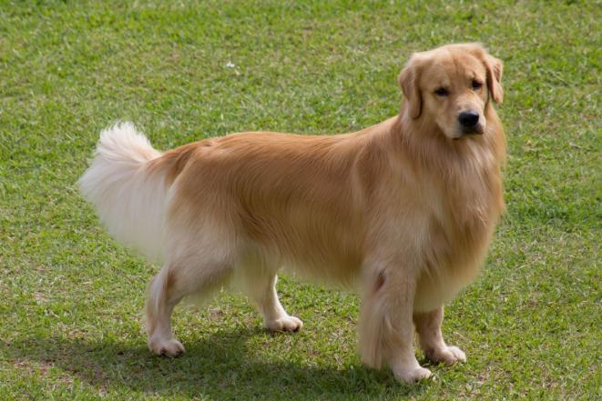 怎么判断金毛的好坏,怎么看金毛品相好不好