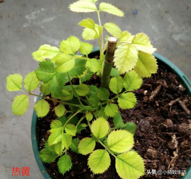 月季叶子健康,月季健康的表现