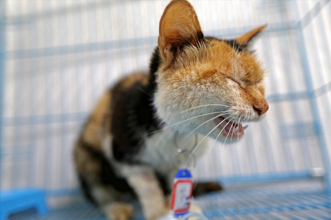 爱猫人士教你如何收养一只流浪猫,爱心人士收养20只流浪猫