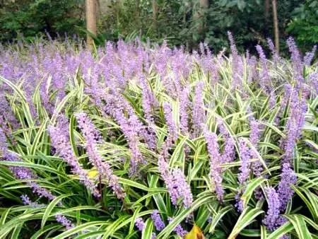 收藏植物的方法,收藏价值绿植