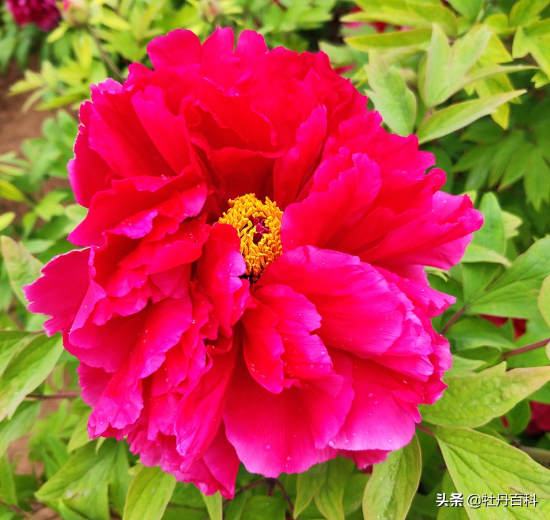 牡丹花怎么分辨真假观赏牡丹,真牡丹花蕾和假牡丹的区别