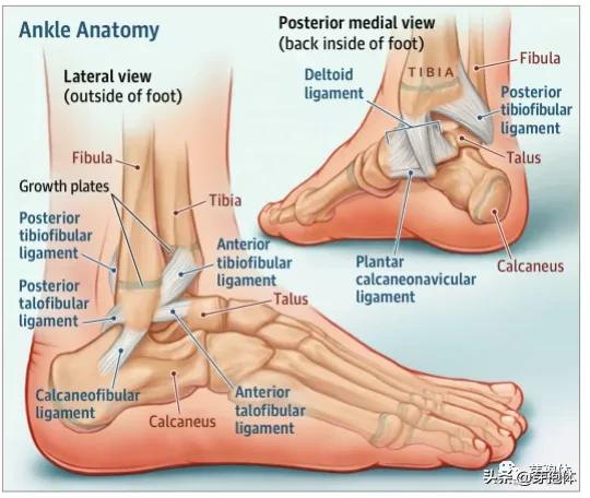 轻度脚踝扭伤的处理方法及康复,脚踝韧带扭伤后康复训练方法