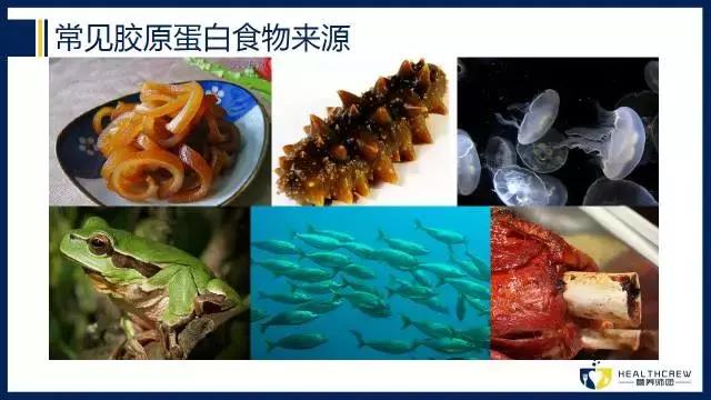 真正的胶原蛋白肽是什么样的,胶原蛋白肽究竟是什么