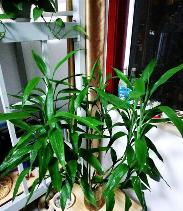 水培富贵竹黄叶怎么办？找准对策，根系壮，叶片多，绿油油