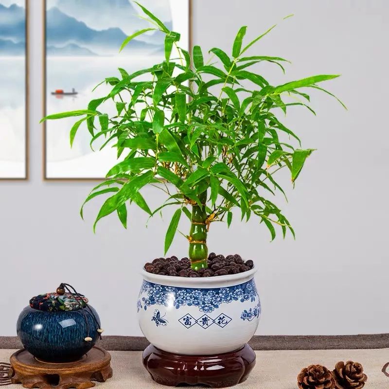 寓意好富贵竹,寓意好的竹子盆栽