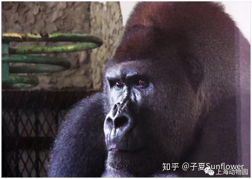 来上海动物园游玩,上海哪个动物园更值得去