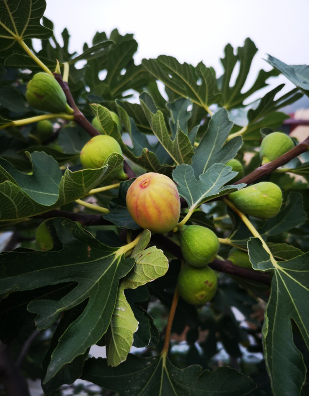 无花果软糯香甜品牌,哪个品种的无花果又大又糯甜