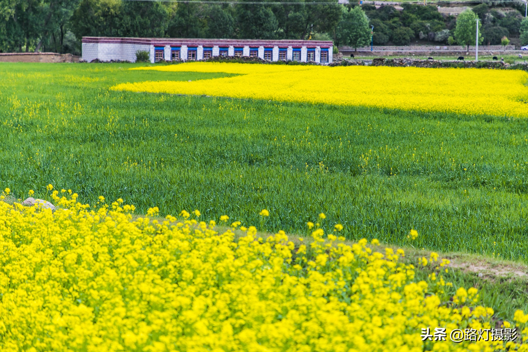 中国最美油菜花赏花地图,中国最美油菜花打卡地方
