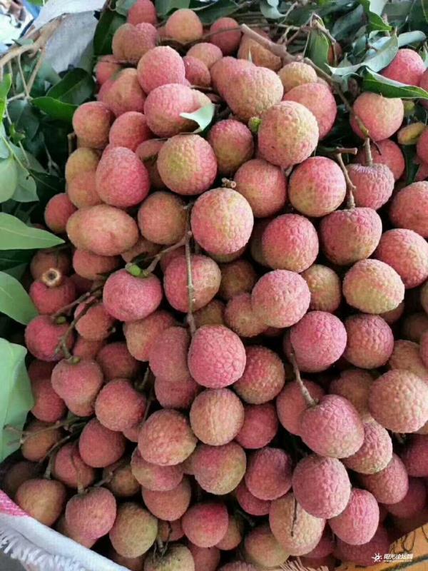 中国荔枝看茂名，茂名荔枝看高州