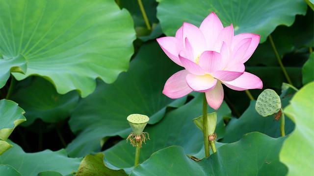 牡丹可作国花吗？一个重要因素被忽视了，它的知识产权管理归西方