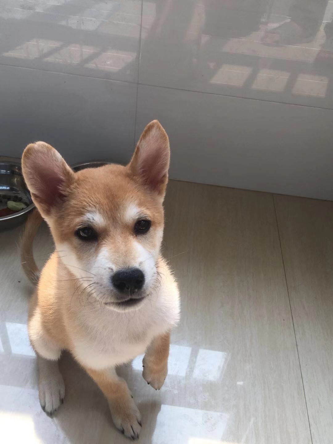 柴犬掉毛是什么原因,柴犬掉毛很严重是为什么