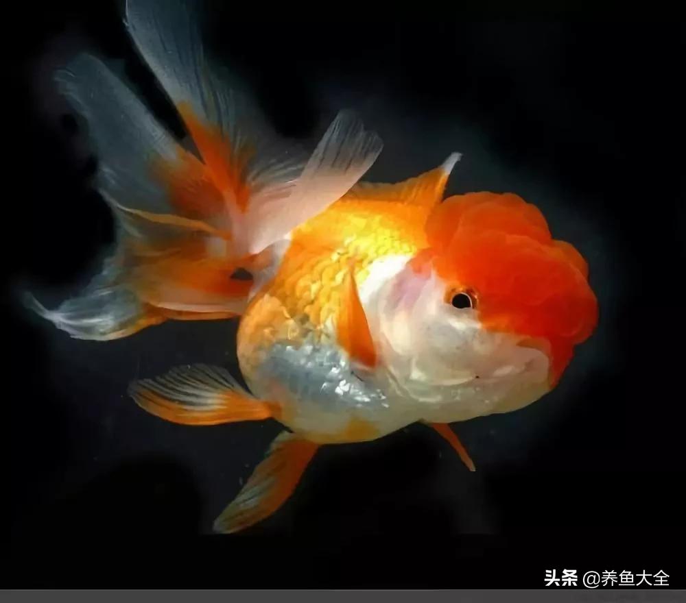 什么金鱼好养又好看,养哪种金鱼又好看又好养