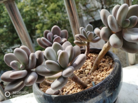 从鼻屎苗到老桩，时光里的蜕变