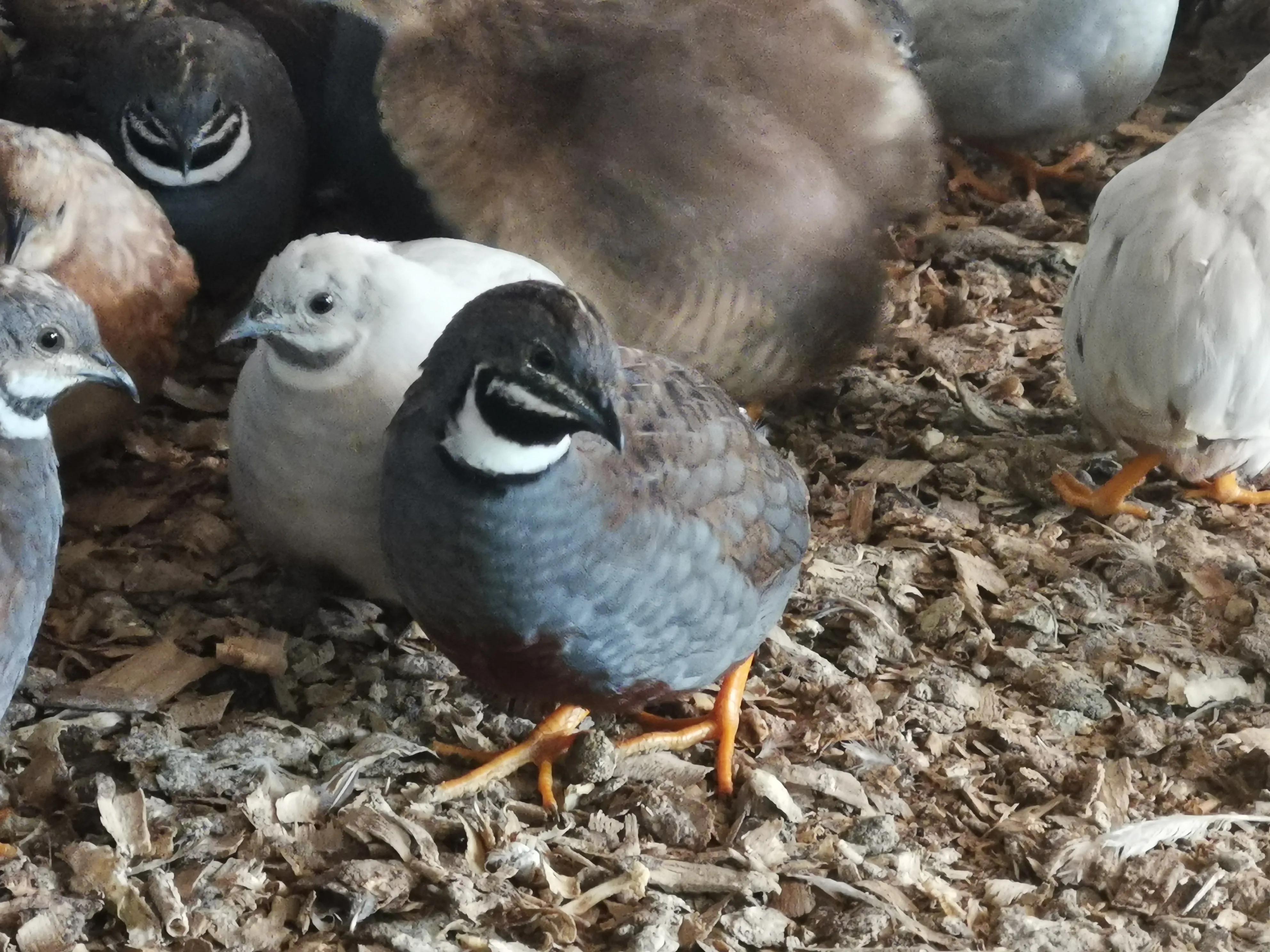 微型宠物小鸡,宠物小鸡专卖10元一只