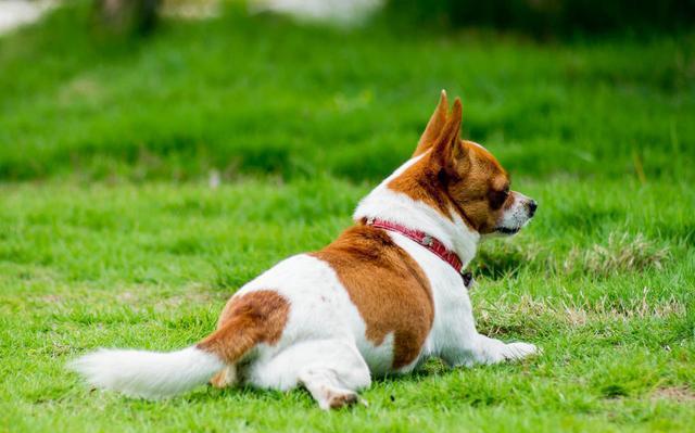 吉娃娃补钙哪个牌子好,铲屎官遇到危险狗狗的反应