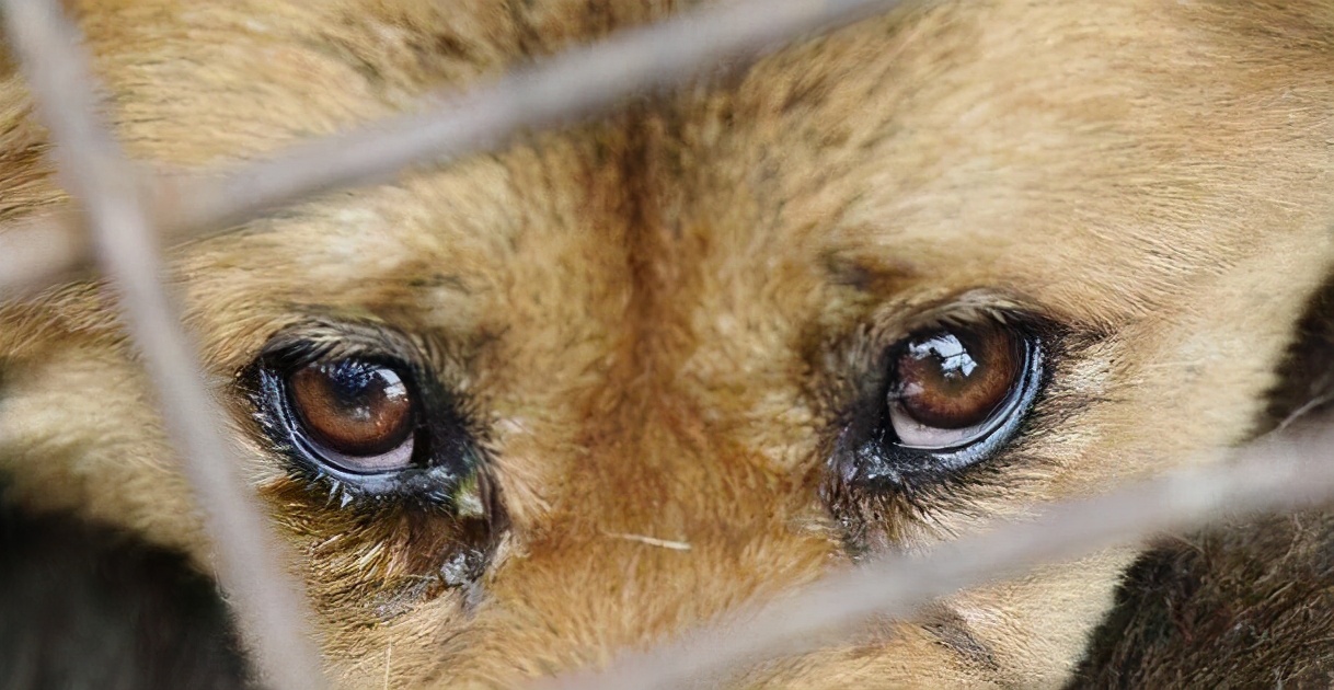 狗狗上火怎么办教你降火小技巧,狗狗降火