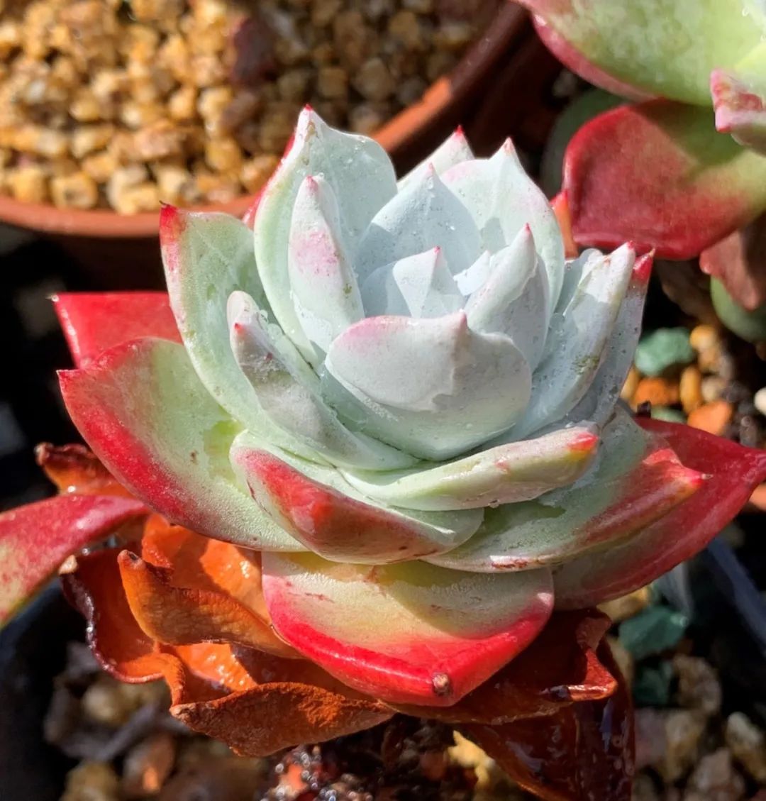 禁足的日子收获颇多,禁足