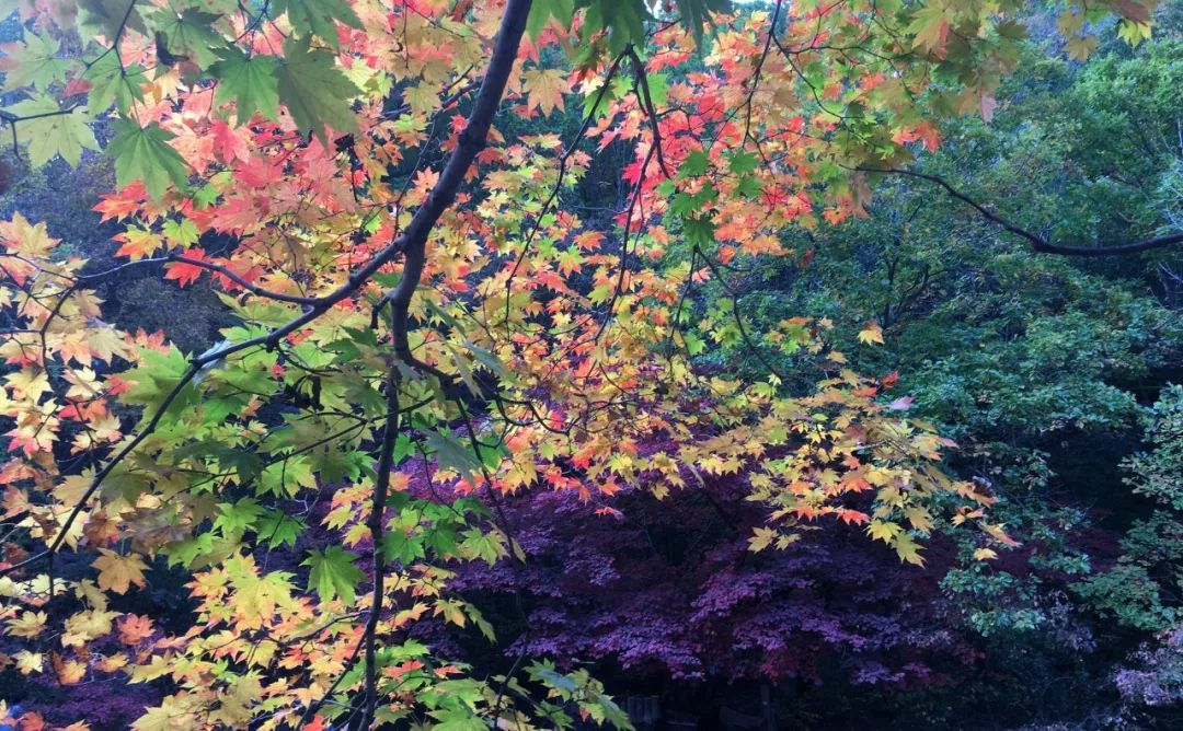 枫叶自驾最美路线,中国最美的枫叶大道