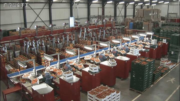 荷兰温室多少钱一平米,为什么玻璃温室荷兰都在用