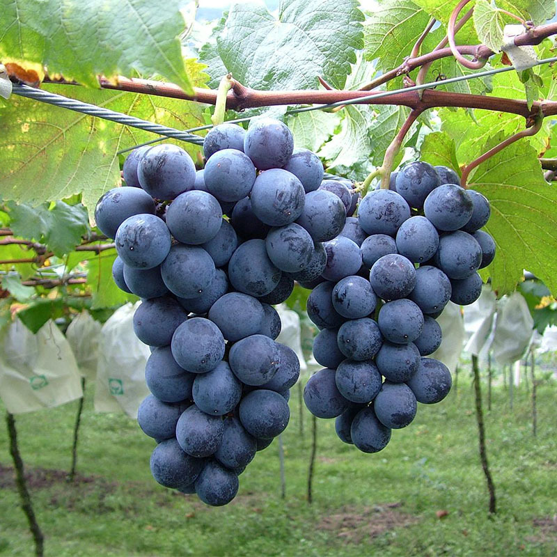正宗黑珍珠葡萄,好吃的珍珠葡萄
