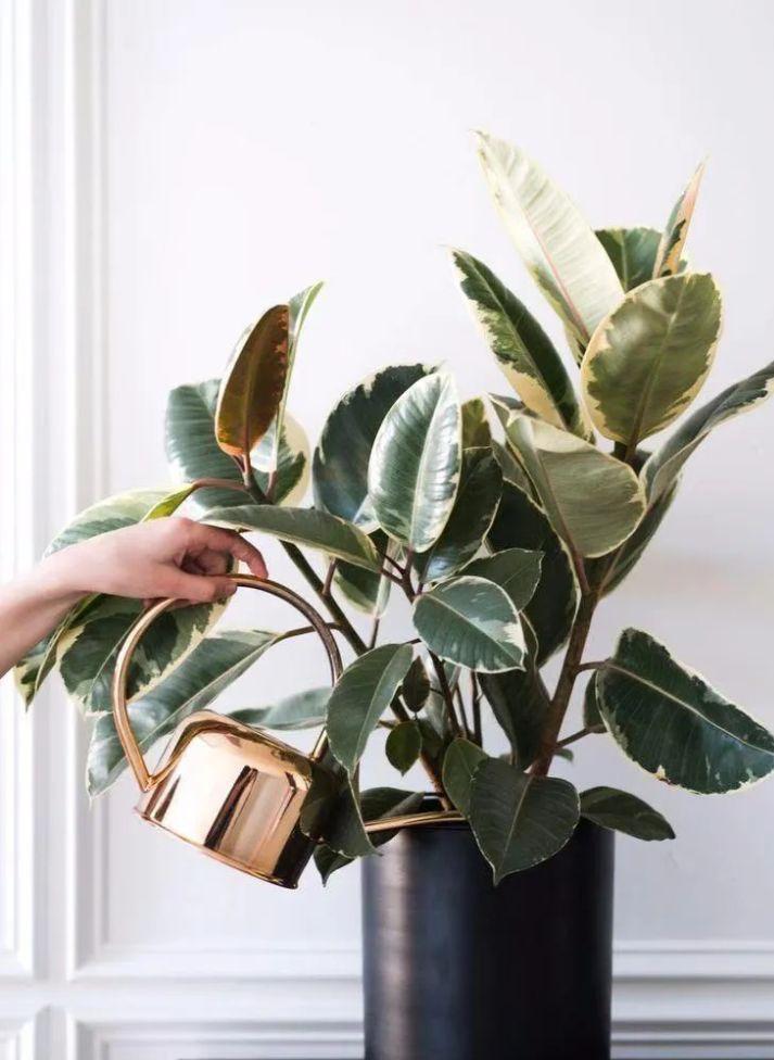 绿植养护植物死了怎么办,绿植为什么在家里养就死了