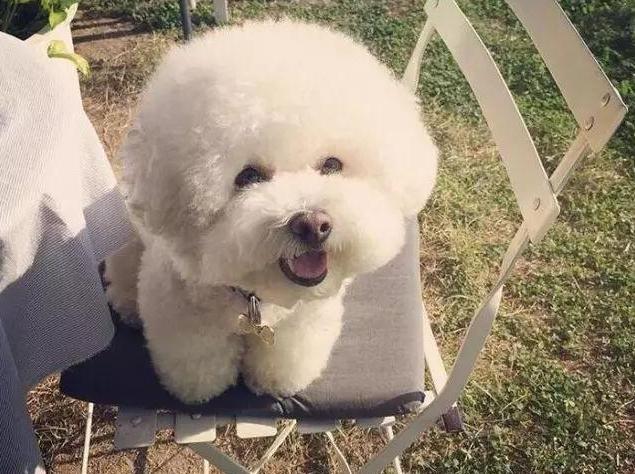 比熊最令人头疼的5大缺点,比熊被宠坏的6大表现