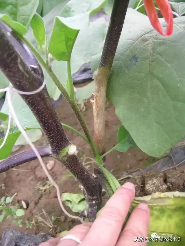 种茄子的六个步骤简短文字,种茄子的基本知识