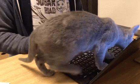 英国短蓝猫好养吗,千万别养蓝猫