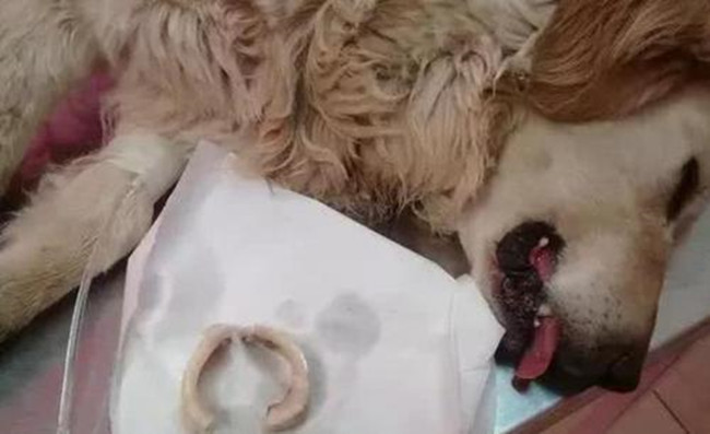 金毛啃骨头啃到一半被拿走,金毛啃骨头的时候