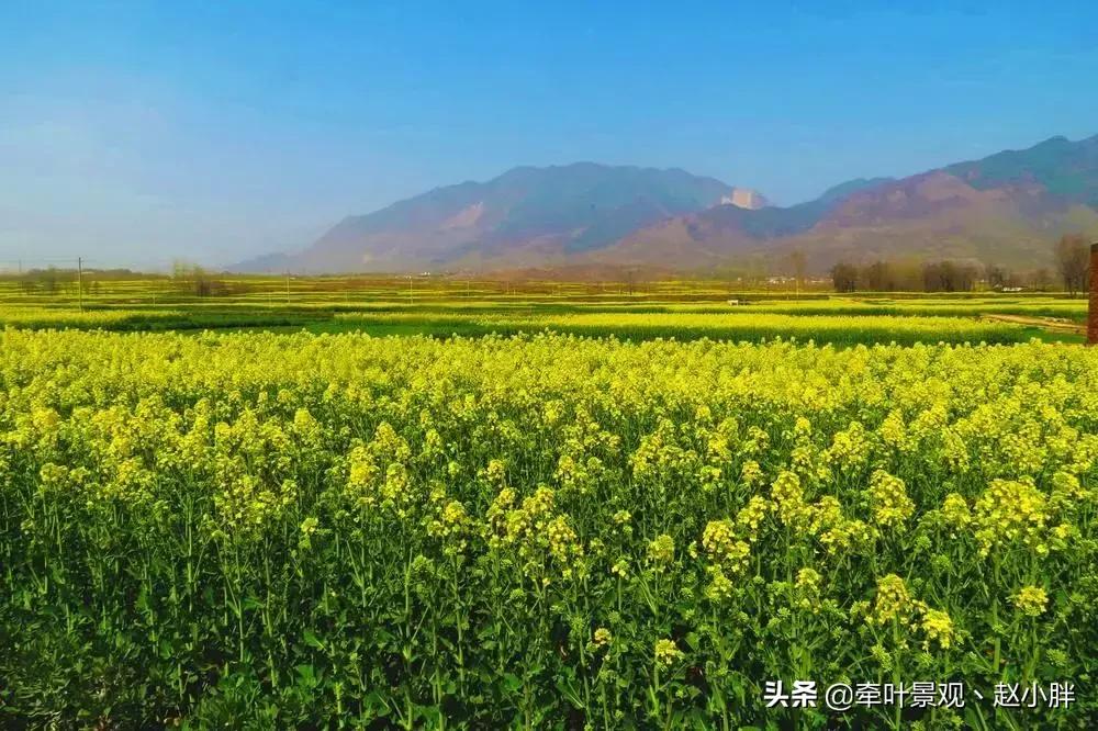 踏春寻美景,踏春赏花梯田漫步