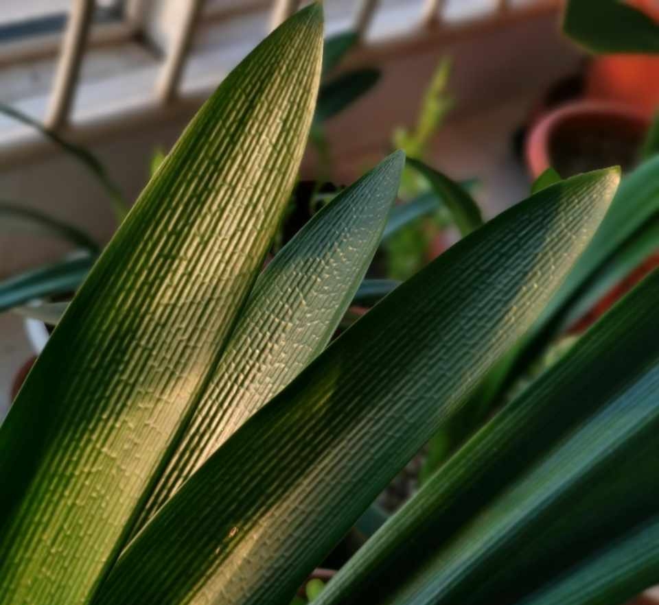 君子兰换盆时怎样防止生根,君子兰移盆注意事项