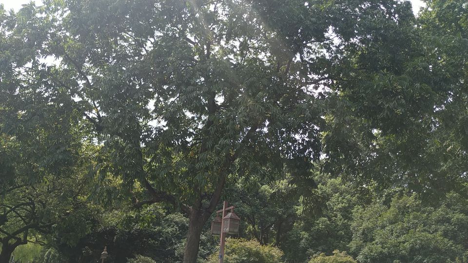 西湖风物志：随处可见的绿果果，老杭州都说是宝贝，竟然免费捡？