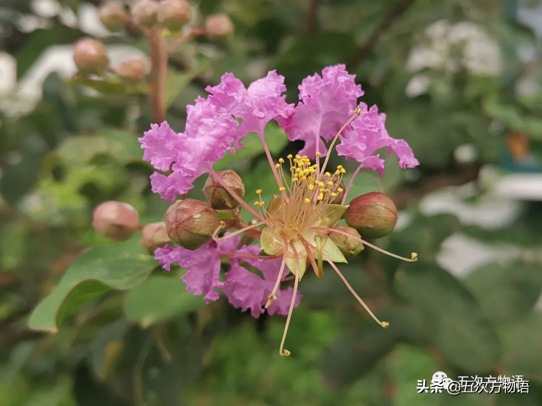 大叶紫薇和大花紫薇一样吗,大花紫薇大叶紫薇