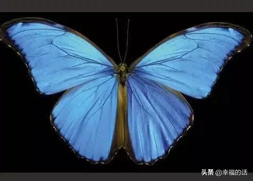 6月到了，送你6花6蝶6鸟6景6曲6诗，这月顺顺利利。