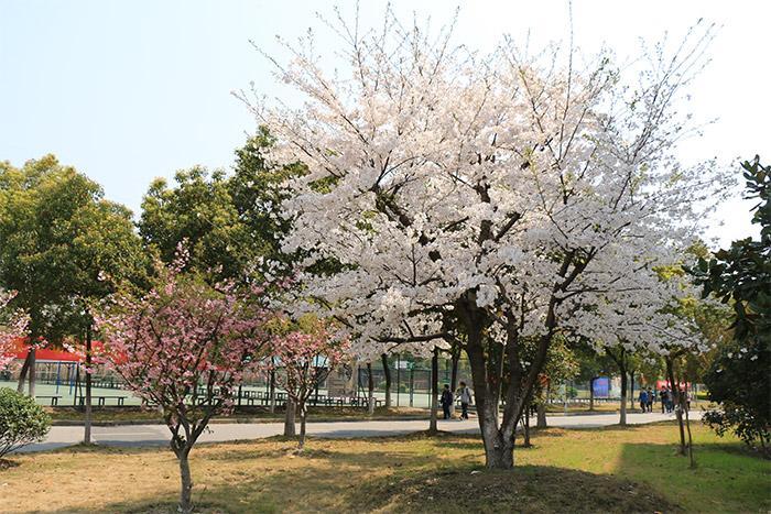 关于春天的小学生优秀作文,小学生作文春天的校园优秀范文