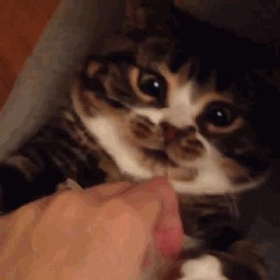 猫兄妹可爱视频,矮脚猫兄妹