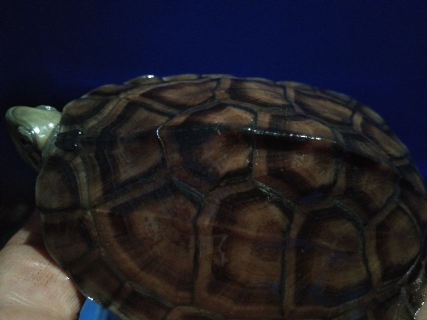 养的龟突然死了寓意什么,养龟老莫名其妙失踪