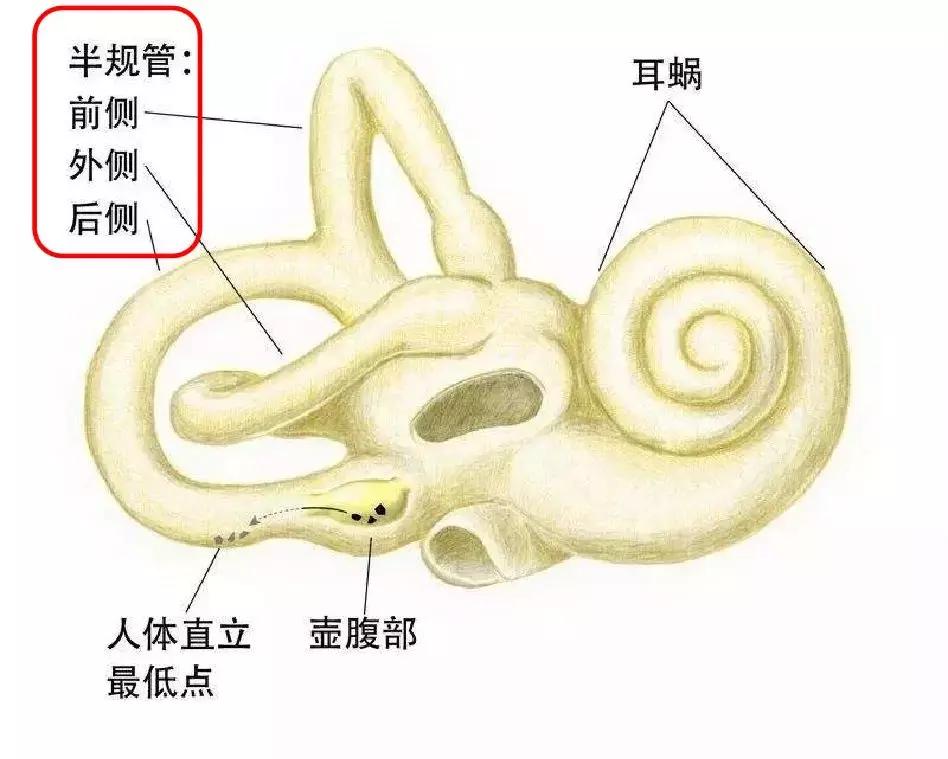 前庭觉在孩子身上的表现,放不下年幼的孩子
