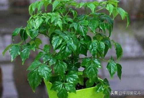 不缺水叶子打蔫了怎么办,夏季中午为什么浇水反而会萎蔫