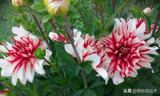 大丽花冬季养护，做到这几点，可以让它轻松安全越冬