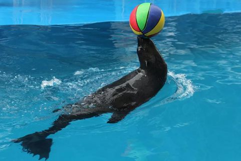 南通森林野生动物园门票团购双人,南通森林野生动物园门票活动团购