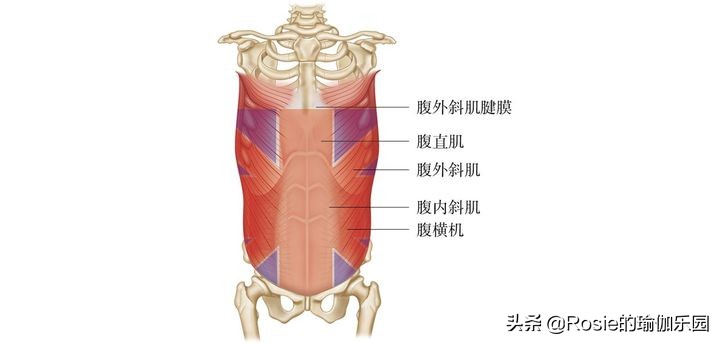 跳绳甩大肚腩怎么跳,配合跳绳减肚子和腰最快的方法