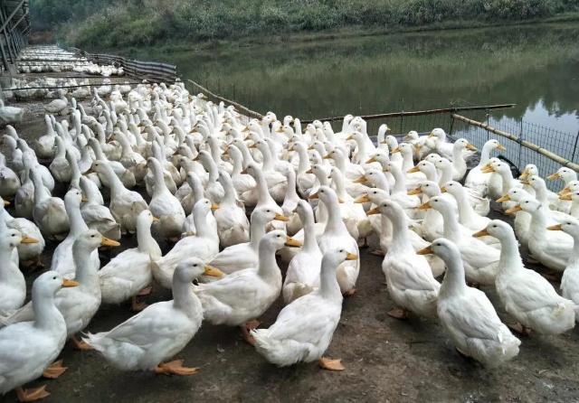 鸭养殖的市场前景如何,鸭子的市场需求