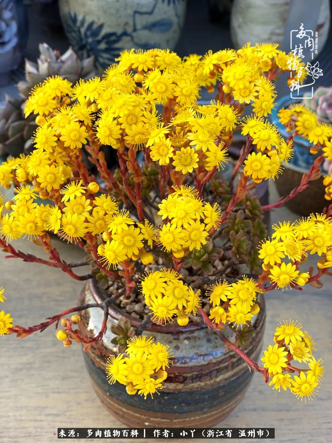 祖上无院家里无矿,一腔浪漫情怀付诸楼顶造花