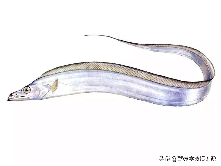 春天到了多吃带鱼营养高,春天吃什么带鱼