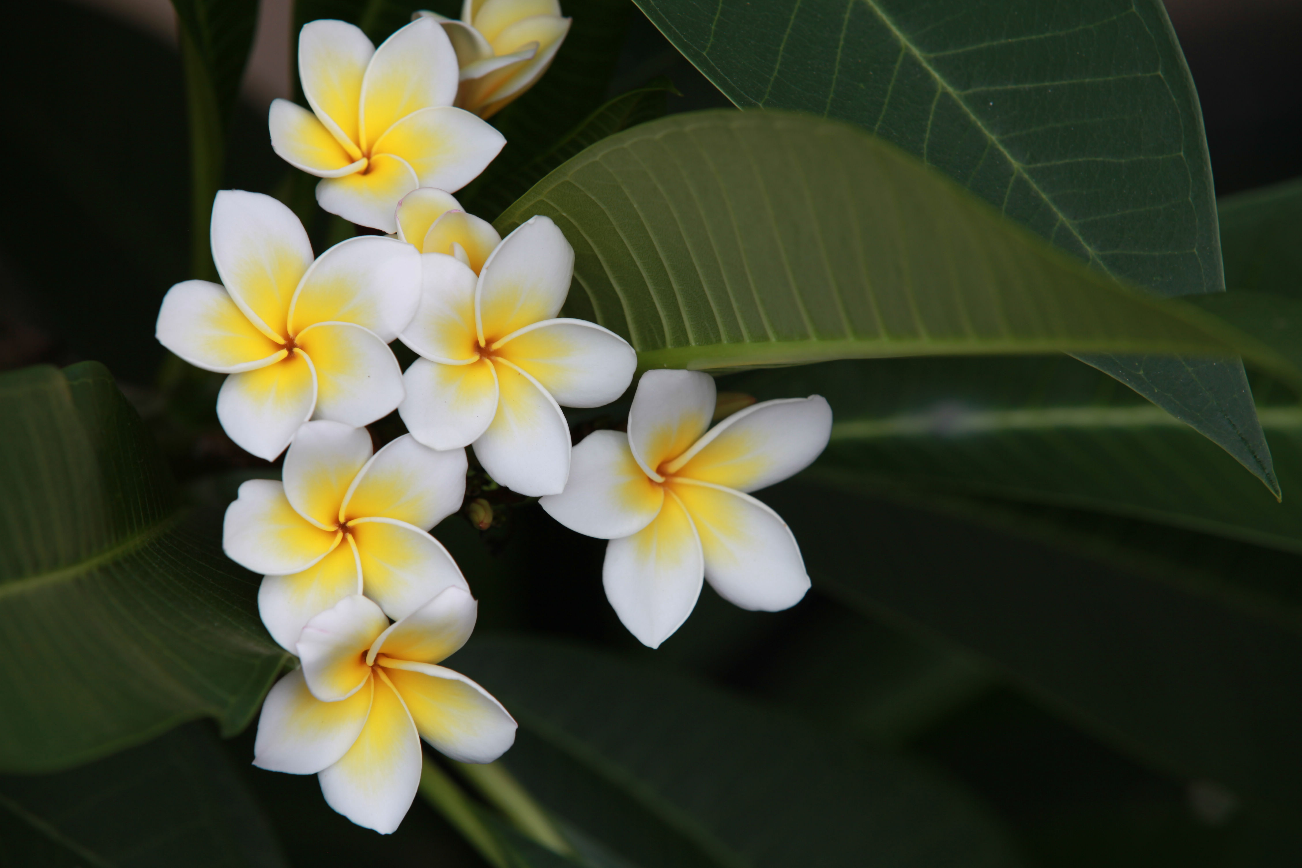 海岛龙船花室内养护,龙船花绿植盆栽怎么养
