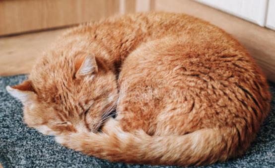 刚养猫怎么防止猫咪抓人,刚到家的小猫喜欢咬人