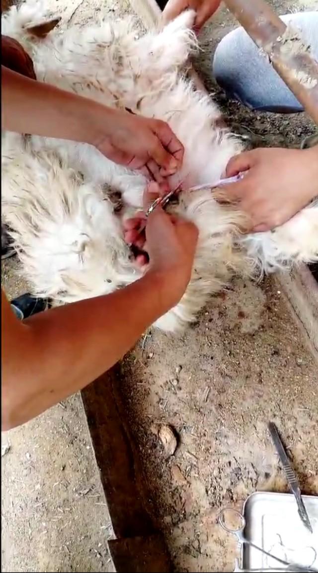 羊诊疗实操培训,羊场实践的项目有哪些