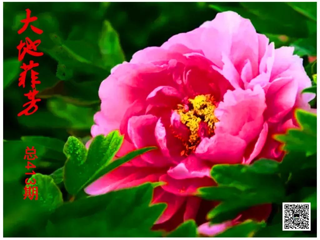 水调歌头荷花,水调歌头游览朗诵