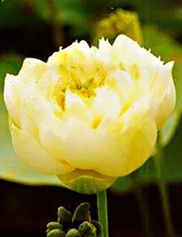 荷花品种大全及名称图片,荷花品种及名称大全图片